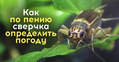 Предсказываю погоду по пению сверчка лучше Гидрометцентра - skuke.net