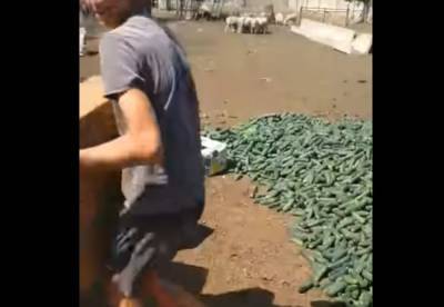 Украинские фермеры выбрасывают урожай огурцов: на рынке по гривне брать не захотели - politeka.net - Украина