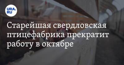Максим Максимов - Старейшая свердловская птицефабрика прекратит работу в октябре - ura.news - Свердловская обл.