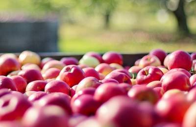 Производитель: Экспорт яблок активизируется - agroportal.ua - Украина