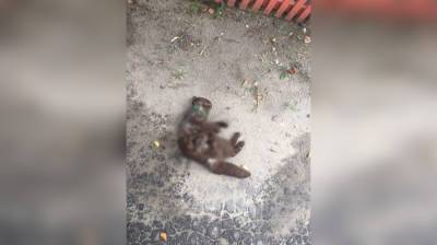 В Воронеже стая растерзала кошку у места нападения собак на семью с коляской - vestivrn.ru - Воронеж