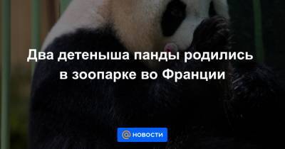 Во Франции - Два детеныша панды родились в зоопарке во Франции - news.mail.ru - Франция