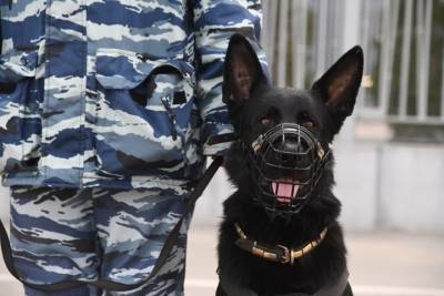 В Волжском полицейские с собаками обнаружили 50 тайников с наркотиками - volg.mk.ru - Россия - Саратов