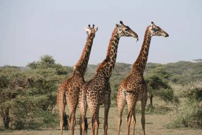 У жирафов нашли очень сложную социальную жизнь - techno.bigmir.net