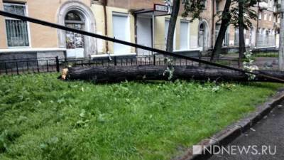 В Санкт-Петербурге штормовой ветер повалил около ста деревьев - newdaynews.ru - Санкт-Петербург
