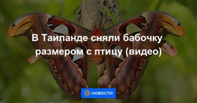 Екатерина Гура - В Таиланде сняли бабочку размером с птицу (видео) - news.mail.ru - Китай - Таиланд - Индонезия