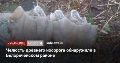Челюсть древнего носорога обнаружили в Белореченском районе - kubnews.ru - Краснодарский край - Краснодар - Белореченск