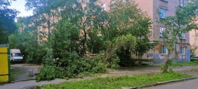 Жителей Петрозаводска предупреждают об опасности падения деревьев (ФОТО) - stolicaonego.ru - Петрозаводск - республика Карелия