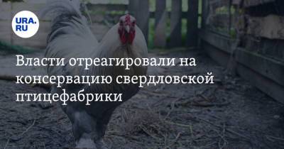 Власти отреагировали на консервацию свердловской птицефабрики - ura.news - Свердловская обл.