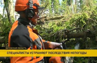 Поваленные деревья, разрушенные строения и жертвы непогоды в Витебской области. Как устраняют последствия урагана - ont.by - Белоруссия - Полоцк