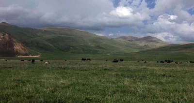 Арман Татоян - Татоян сообщил о систематическом угоне скота в Сюнике со стороны азербайджанских ВС - ru.armeniasputnik.am - Армения