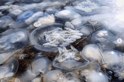 В нашествии медуз в Азовском море оказалась виновата Россия - lenta.ua - Россия - Украина - Азовское Море