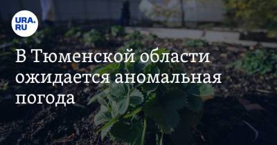 В Тюменской области ожидается аномальная погода - ura.news - Россия - Тюменская обл.