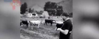 На Алтае турист из Новосибирска устроил стрельбу по коровам - runews24.ru - Новосибирск - респ. Алтай