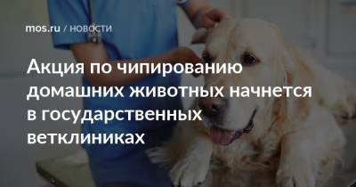 Акция по чипированию домашних животных начнется в государственных ветклиниках - mos.ru - Москва - Россия