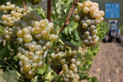 Дагестан ожидает в 2021 году очередной рекорд по сбору урожая винограда - mirmol.ru - респ. Дагестан