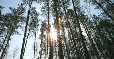 Спасатели за сутки 7 раз выезжали на поиски заблудившихся в лесу - grodnonews.by - Белоруссия - район Лунинецкий