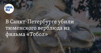 В Санкт-Петербурге убили тюменского верблюда из фильма «Тобол» - ura.news - Санкт-Петербург - Тюмень
