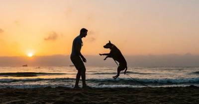 Существует 5 способов, которые помогут вашей собаке прожить долгую и счастливую жизнь, - ученые - focus.ua - Украина - Англия