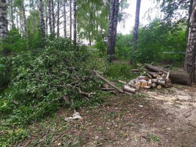 Жители улицы Богородского пожаловались на вырубку деревьев - vgoroden.ru - Нижний Новгород - р-н Советский - Благоустройство
