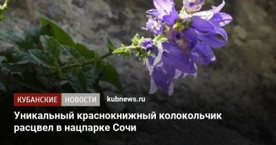 Уникальный краснокнижный колокольчик расцвел в нацпарке Сочи - kubnews.ru - Сочи - Краснодарский край - Краснодар - Экология