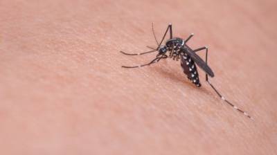 Комары могут таить смертельную опасность для россиян - penzainform.ru - Россия