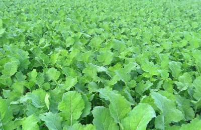 Эксперт рассказал, как подготовить рапс озимый к перезимовке - agroportal.ua - Украина