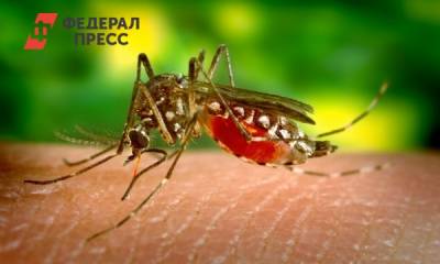В России появятся комары – переносчики опасного вируса - fedpress.ru - Москва - Россия - США - Канада - округ Южный