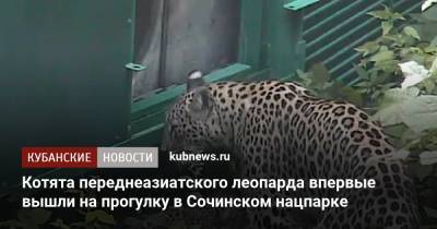 Котята переднеазиатского леопарда впервые вышли на прогулку в Сочинском нацпарке - kubnews.ru - Сочи - Краснодарский край - Экология