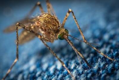 Виктор Малеев - Роспотребнадзор уточнил данные о комарах-переносчиках лихорадки Западного Нила - lenta.ru - Россия - Италия - Румыния - Греция
