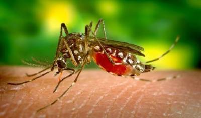 Россиян предупредили о появлении комаров, переносящих опасную болезнь - mirnov.ru - Россия