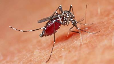 Виктор Малеев - Эксперт оценил угрозу нашествия комаров-переносчиков лихорадки Западного Нила - iz.ru - Россия - Израиль