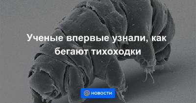 Ученые впервые узнали, как бегают тихоходки - news.mail.ru