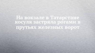 На вокзале в Татарстане косуля застряла рогами в прутьях железных ворот - chelny-izvest.ru - респ. Татарстан - Казань