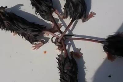 Опубликовано видео с найденным в Ставрополье уникальным живым «крысиным королем» - mk.ru - Ставрополье
