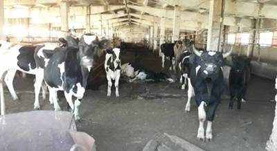 По какой причине сдохла корова на ферме в Вурнарском районе: голод, обезвоживание или вздутие - pg21.ru - респ. Чувашия