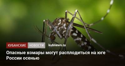 Опасные комары могут расплодиться на юге России осенью - kubnews.ru - Россия - США - Краснодарский край - Канада