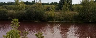 В закрытом пруду под Воронежем покраснела вода и погибла рыба - runews24.ru - Воронеж - Воронежская обл.