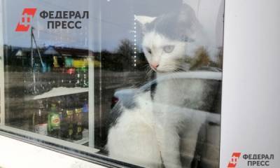 Запертый в доме кот почти два месяца питался бумагой - fedpress.ru - Голландия - Амстердам