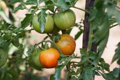 Нужно ли снимать зелёные помидоры с кустов - skuke.net