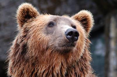Число медведей в Беларуси выросло в три раза - naviny.by - Белоруссия