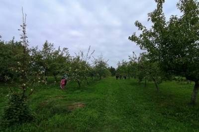 В Ботанический сад Петрозаводска зовут собирать яблоки - karel.mk.ru - Петрозаводск