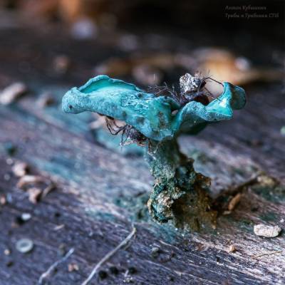 Антон Кубышкин - Крошечные грибы голубого цвета нашли на Елагином острове – фото - ivbg.ru - Украина