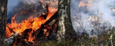 МЧС: в Башкирии горит более 2,5 тысяч га леса, возникло три новых очага пожара - runews24.ru - Башкирия - район Баймакский