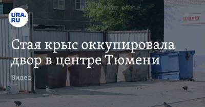 Стая крыс оккупировала двор в центре Тюмени. Видео - ura.news - Тюмень