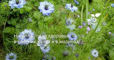 Нигелла — для здоровья, в цветник, букет и в маринад! - skuke.net - Украина