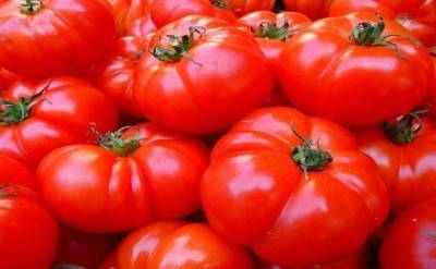 Зачем стебли томатов протыкают медной проволокой: ответят только опытные огородники - skuke.net