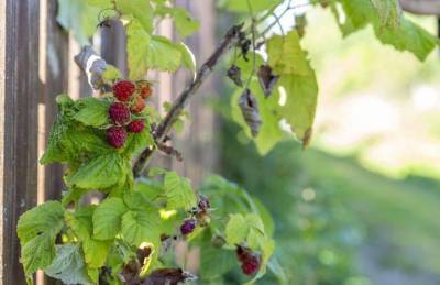 Как ухаживать за малиной осенью, чтобы в следующем году собрать богатый урожай ягод - skuke.net