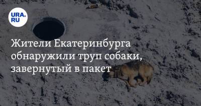 Жители Екатеринбурга обнаружили труп собаки, завернутый в пакет. «Никто не торопится убирать» - ura.news - Екатеринбург