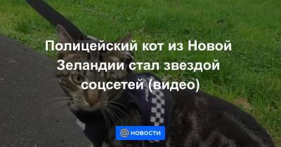 Екатерина Гура - Полицейский кот из Новой Зеландии стал звездой соцсетей (видео) - news.mail.ru - Новая Зеландия
